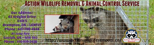 ACTION WILDLIFE REMOVAL                                                           