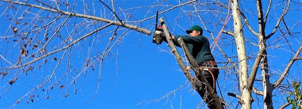 N&T LOCAL TREE SERVICE                                                       