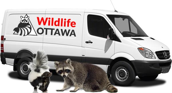 WILDLIFE OTTAWA     